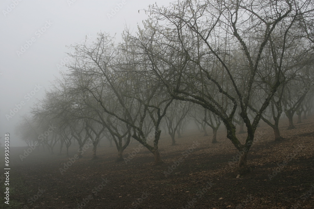 Orchard in fog