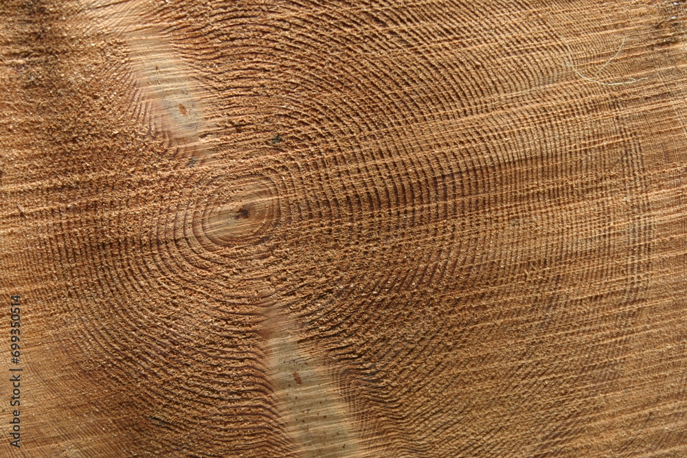 Fototapeta premium Tree Rings