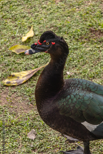 ave na cidade de Corumb    regi  o do Pantanal Sul  Estado do Mato Grosso do Sul  Brasil