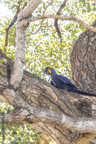 Arara azul na cidade de Corumbá, região do Pantanal Sul, Estado do Mato Grosso do Sul, Brasil photo