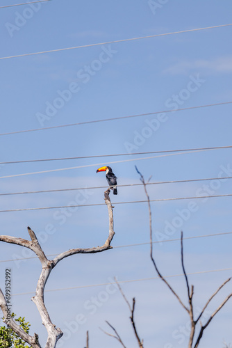 tucano na cidade de Corumbá, região do Pantanal Sul, Estado do Mato Grosso do Sul, Brasil photo