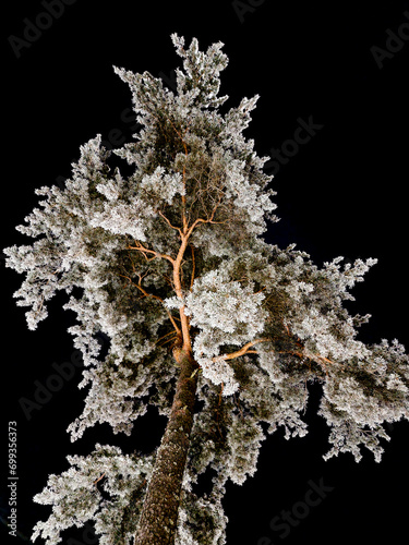 Pine tree covered in frost by night, seen from below, long shutter, towards dark sky