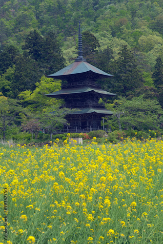 菜の花と安久津八幡神社の三重塔 photo