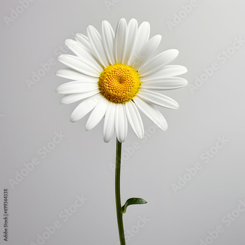 daisy flower in studio background  single daisy flower  Beautiful flower  african daisy