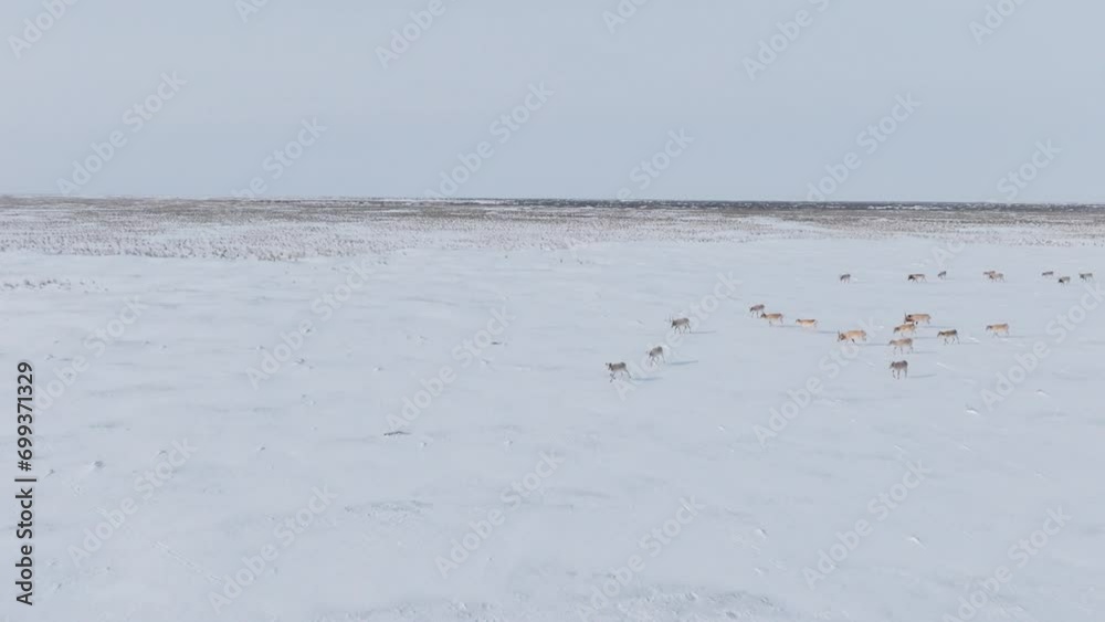 Saigas in winter during the rut. A herd of Saiga antelope or Saiga tatarica walks in snow - covered steppe in winter. Antelope migration. Walking with wild animals, slow motion video. Saigas in winter during the rut. A herd of Saiga antelope or Saiga tatarica walks in snow - covered steppe in winter. Antelope migration. Walking with wild animals, slow motion video.