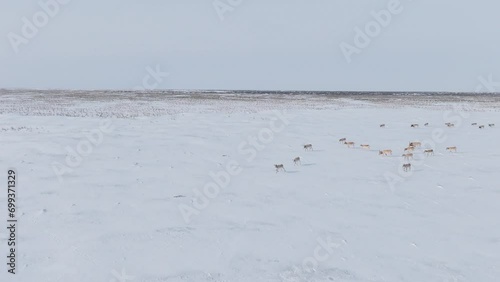 Saigas in winter during the rut. A herd of Saiga antelope or Saiga tatarica walks in snow - covered steppe in winter. Antelope migration. Walking with wild animals, slow motion video. photo