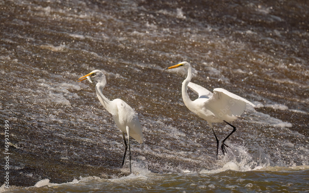 Obraz premium Two Great Egrets competing for fish and flapping wings on an overflowing weir near Chinchilla in Queensland, Australia.