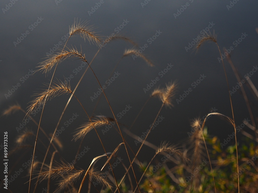 Fototapeta premium grass along the Potomac river