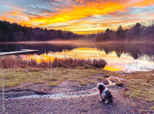 A bright and beautiful colorful sunset over a pond with a sheep dog sitting and looking at the view on the shore of this forest waterfront view with a reflection. Massachusetts landscape bearded dog.