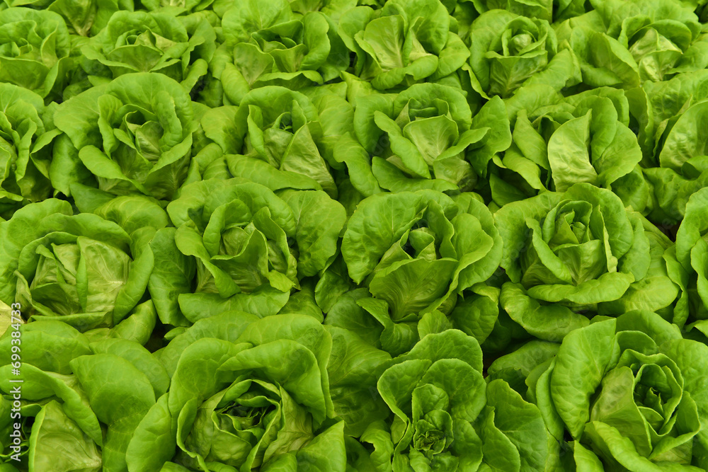 Green cabbage in a Chinese greenhouse Green cabbage in a Chinese greenhouse