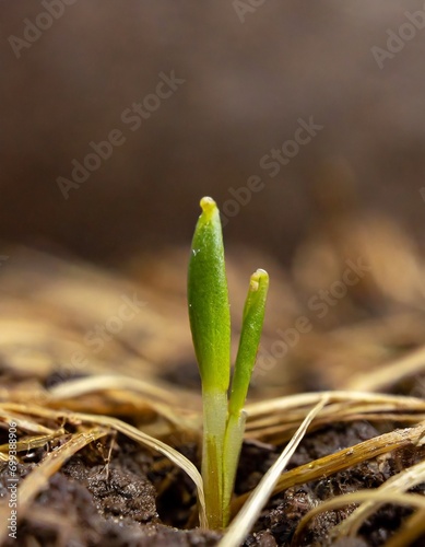 Green young shoots starting to emerge from the soil.