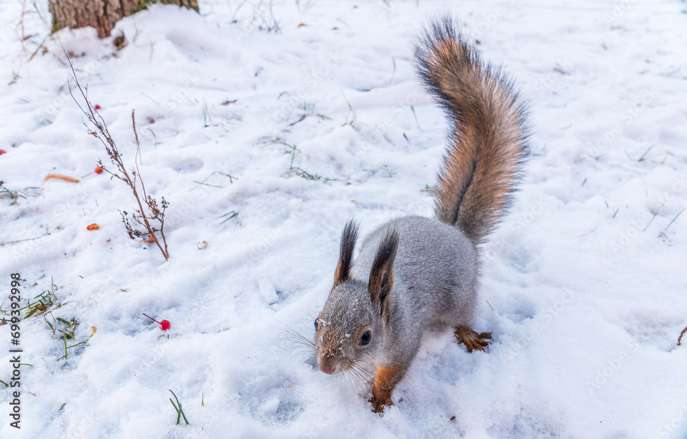 The squirrel in winter sits on white snow. The squirrel in winter sits on white snow.