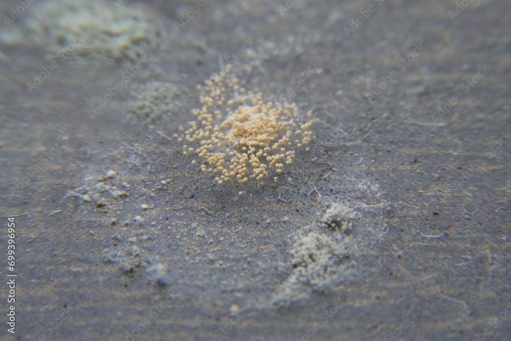 Fungal Growth: Mold can describe the fuzzy, sometimes colorful, growth that forms on organic matter when conditions are damp and suitable for fungal development. Fungal Growth: Mold can describe the fuzzy, sometimes colorful, growth that forms on organic matter when conditions are damp and suitable for fungal development.