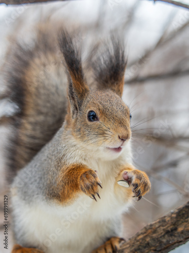 The squirrel sits on a branches without leaves in the winter or autumn