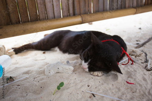 Cat sleep on sand