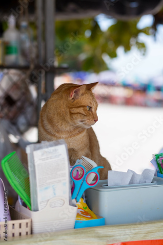 cat on the table