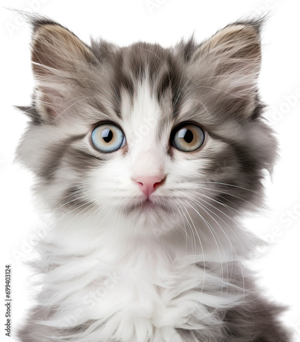 Cat isolated on transparent background. PNG