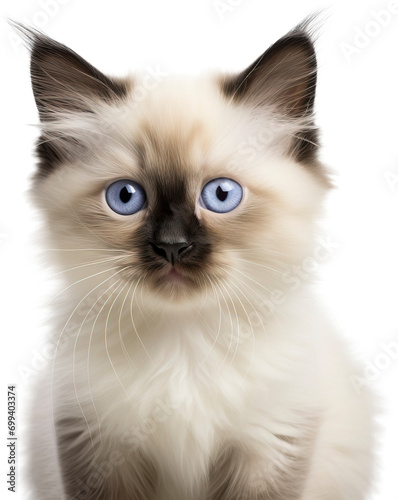 Cat isolated on transparent background. PNG