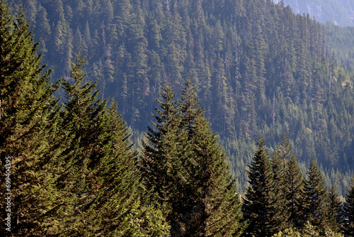 Forest view seen at Snoqualmie Pass Washington on a summer day 20230813dsc8621.
