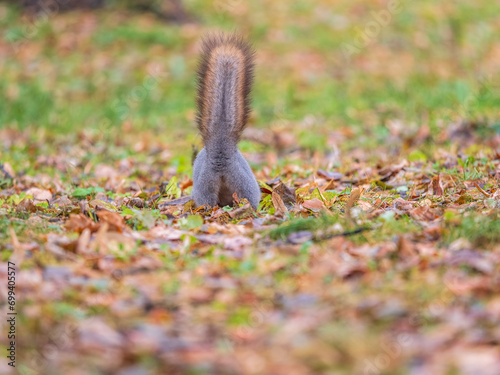 A rear view of a squirrel in grey winter coat against the fallen leaves background. The magnificent tail of a squirrel. photo