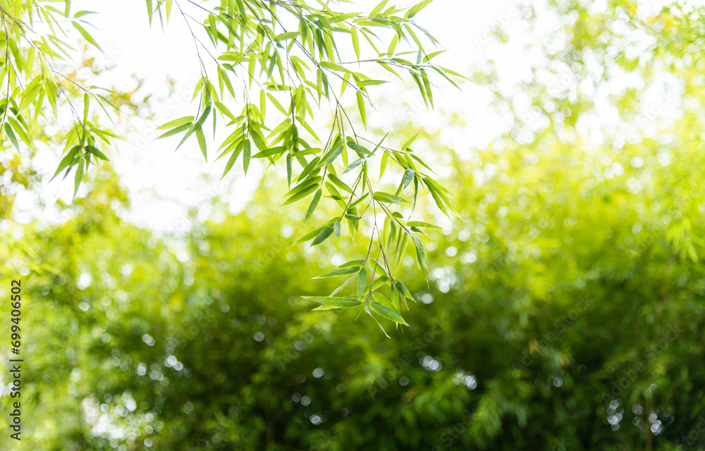 Background of green bamboo leaves