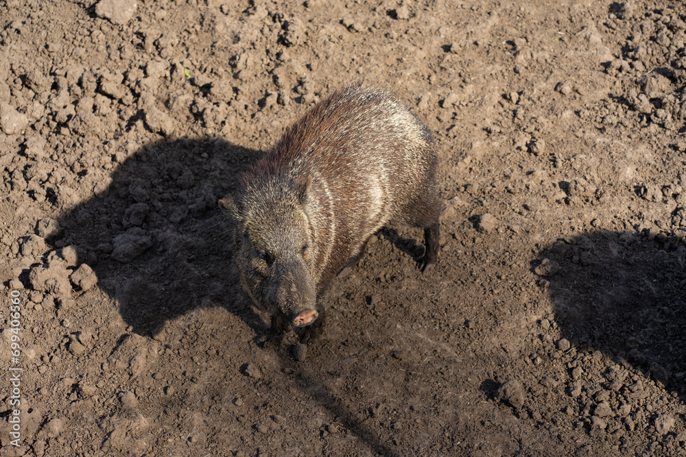 A group of peccaries grazing on some grass. A group of peccaries grazing on some grass.