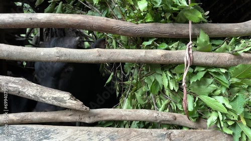 Baby cow calf bull are grazing natural green grass vegetable tree leaves branch bushes in the hut cottage in countryside rural tiwn in nature organic livestock animal feeding in iran mountain forest photo