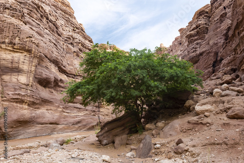 A single  large green tree grows at the beginning of the walking route along the Wadi Numeira gorge in Jordan photo