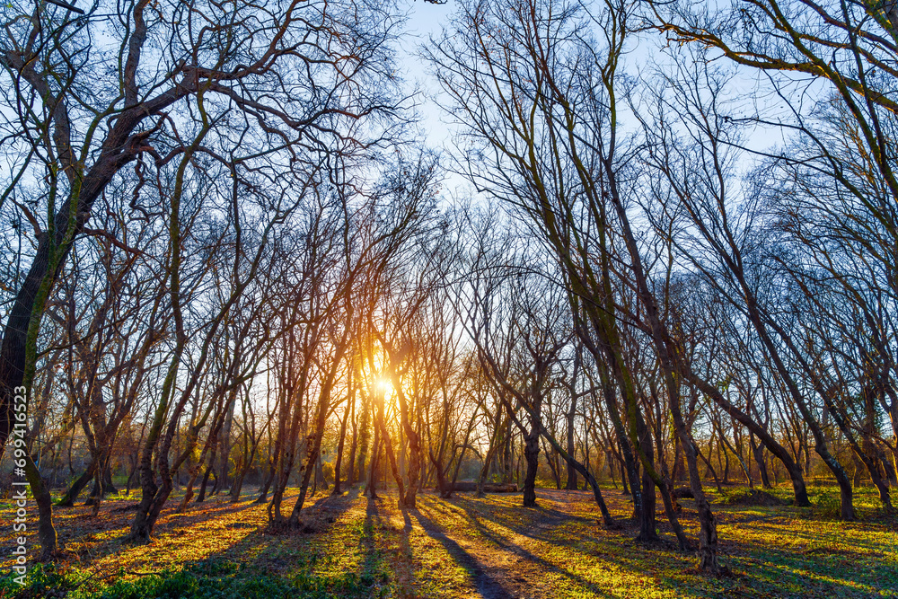 Fototapeta premium Sunrise in winter bare forest