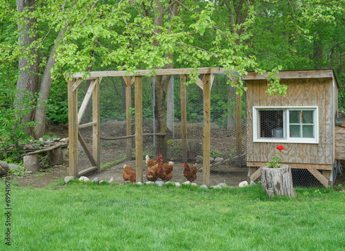 close up on chicken in side coop in back yard  photo