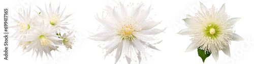 Very close-up view of a flower Epiphyllum oxypetalum (Queen of the Night) with detailed like flower stalk, pollen texture, isolated white background...