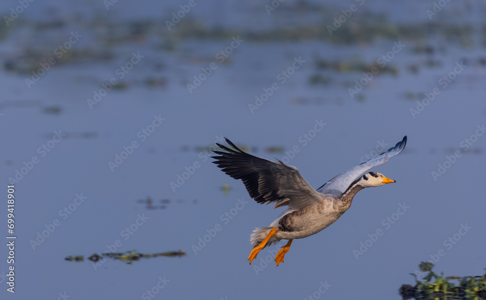 Obraz premium Bar-headed goose duck (Anser indicus) during winter migration at forest.