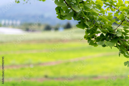 Background of ginkgo tree leaves