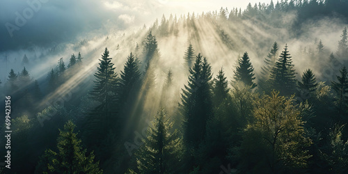 Sunlight shining through the fog in the coniferous forest in the morning, aerial view