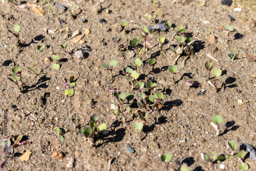 Radish small plants growing in the soil Radish small plants growing in the soil
