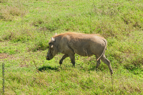 Closeup of Warthog (scientific name: Phacochoerus aethiopicus, or "Ngiri" in Swaheli) in the Serengeti/Tarangire, Lake Manyara, Ngorogoro National park, Tanzania