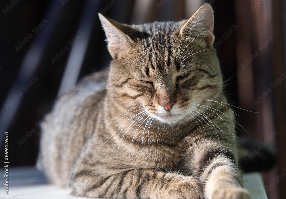 Cat portrait with grey background and green eyes