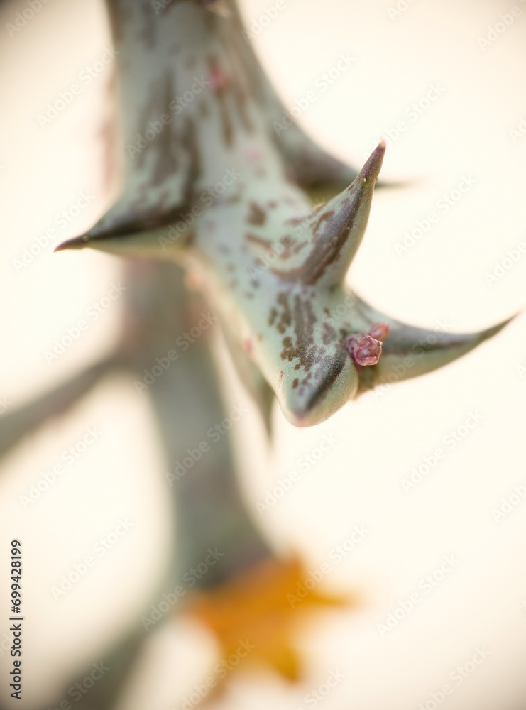 Orbea Schweinfurthii flower closeup. Selective focus of succulent house plant. Orbea Schweinfurthii flower closeup. Selective focus of succulent house plant.
