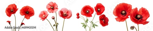 Very close-up view of red poppies with detailed like flower stalk, pistil, pollen texture, isolated white background...