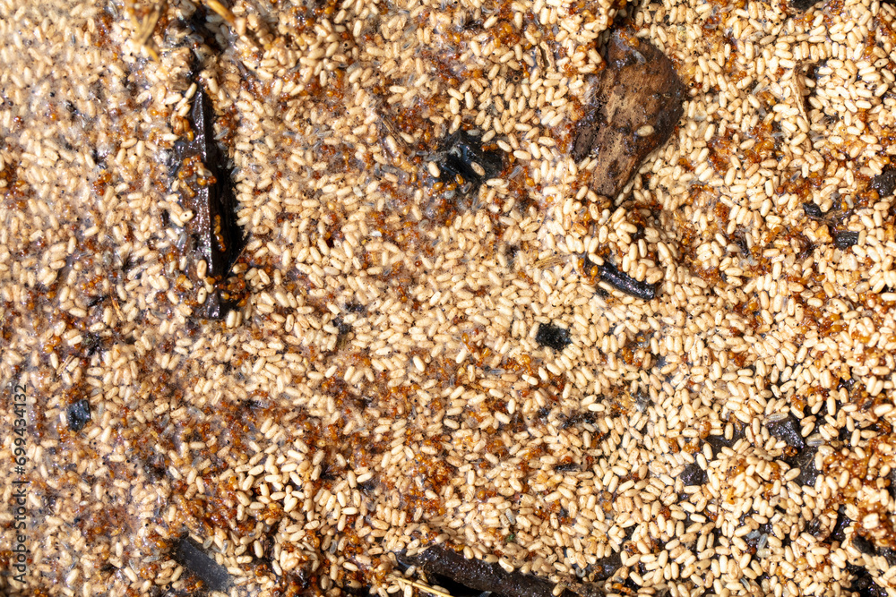 Close up of red ant eggs. Macro Close up of red ant eggs. Macro