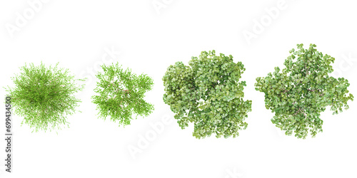 Betula nana,Corylus avellana Trees from the top view isolated white background