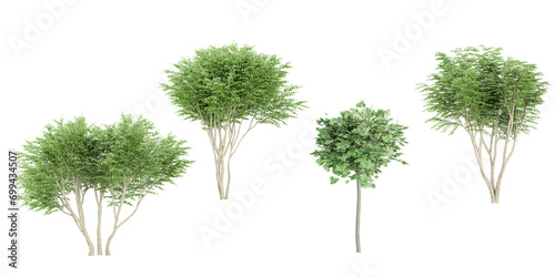 Caragana arborescens Liriodendron tulipifera Trees collection with realistic style