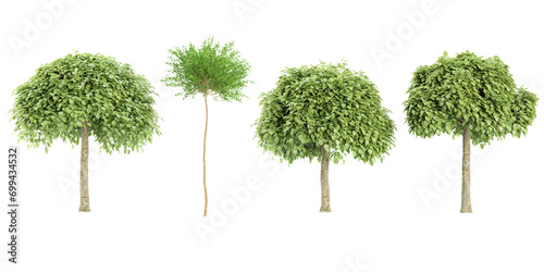 Catalpa bignonioides,Betula nana trees with transparent background, 3D rendering, for illustration, digital composition, architecture visualization