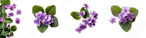 Very close-up view of African violets with detailed like flower stalk, pistil, pollen texture, isolated white background and flat lay...