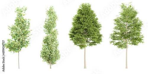 Liriodendron tulipifera Liriodendron,Quercus palustris trees isolated on white background, tropical trees isolated used for architecture photo
