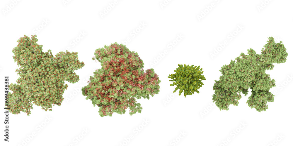 Obraz premium Jungle Delonix regia,Fagus sylvatica dawyck trees shapes cutout 3d render from the top view