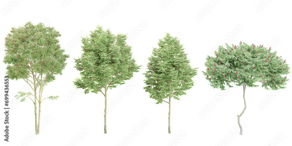 Fototapeta premium Rhus typhina,Deciduous,Bird Cherry Trees isolated on white background, tropical trees isolated used for design, advertising and architecture