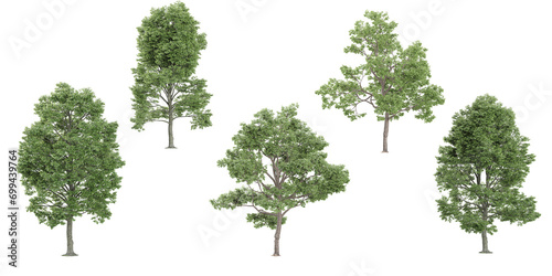 collection of Cottonwood,Plane trees beautiful isolated on white background photo