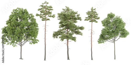 Pinus sylvestris plants isolated on white background  tropical trees isolated used for architecture