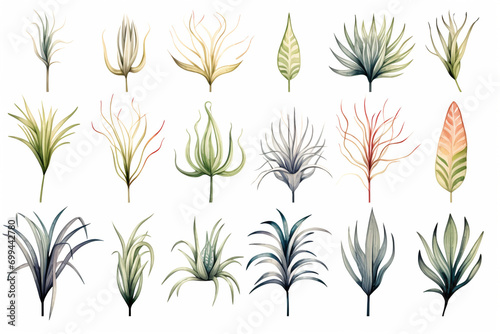 Set Of Watercolor paintings house air plants on white background. 